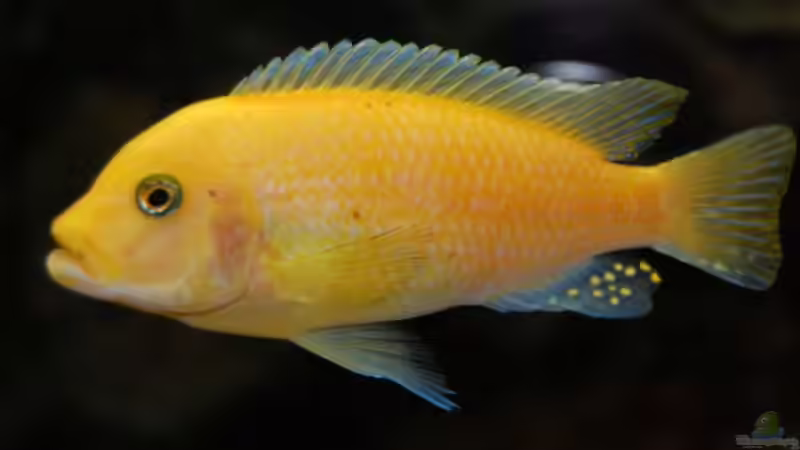 Metriaclima estherae von Roland Elsenbruch (31)