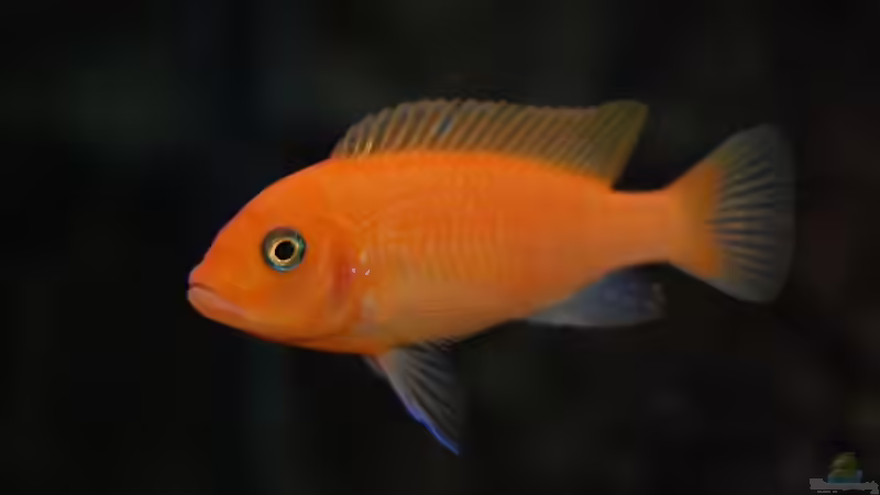 Metriaclima estherae von Roland Elsenbruch (35)