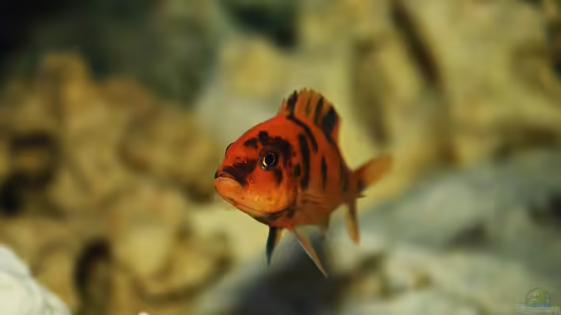 metriaclima estherae (w) von Flora15 (8)