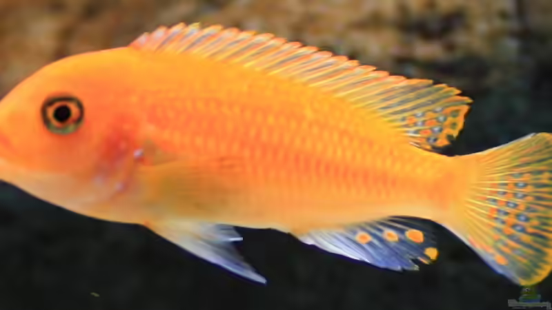 Metriaclima estherae Weibchen von Zerta (39)