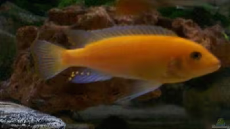 metriaclima estherare red männchen von Stefan Buchwald (3)