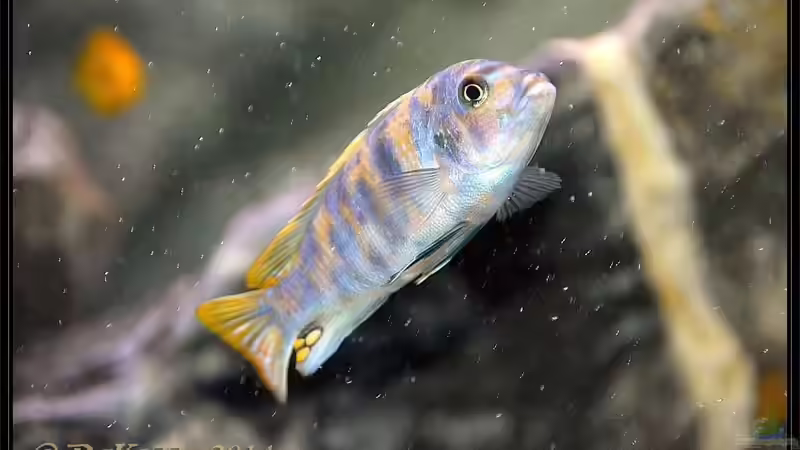 Metriaclima fainzilberi londo MC von DaKo77 (48)