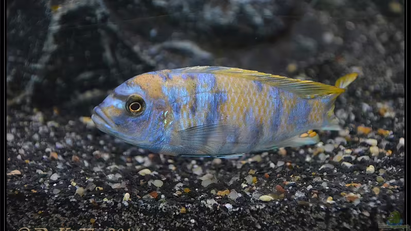 Metriaclima fainzilberi londo MC von DaKo77 (50)