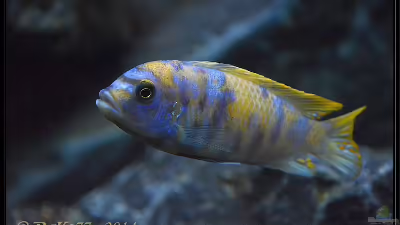 Metriaclima fainzilberi londo MC von DaKo77 (54)