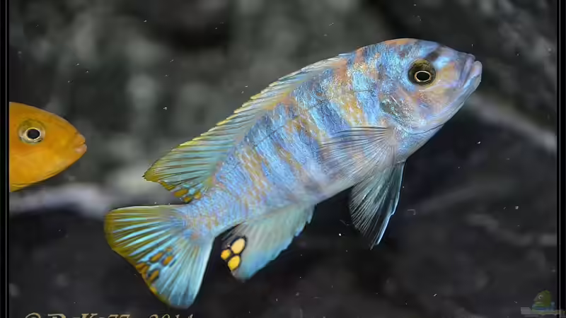 Metriaclima fainzilberi londo MC von DaKo77 (57)