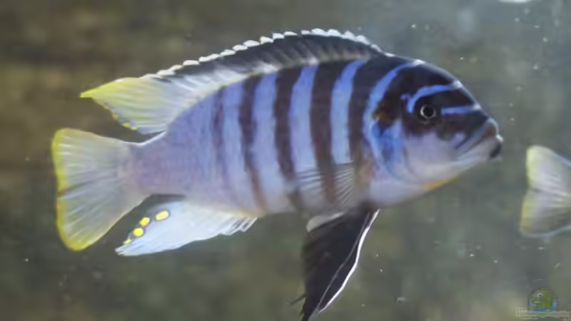 Metriaclima fainzilberi Luwino Reef m WF von Tom (14)