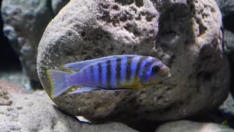 Metriaclima fainzliberi ikombe WF Männchen von Jan Steger (35)