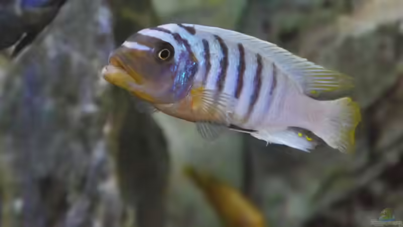 Metriaclima fainzliberi ikombe WF Männchen von Jan Steger (36)