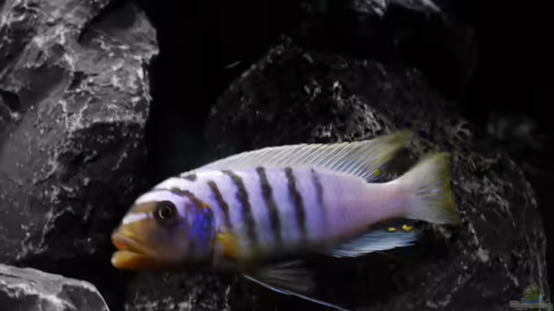 Metriaclima fainzliberi ikombe WF Männchen von Jan Steger (37)