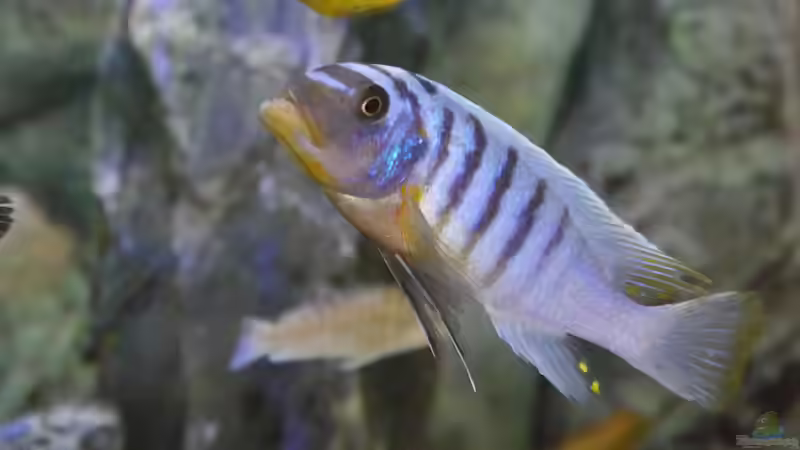 Metriaclima fainzliberi ikombe WF Männchen von Jan Steger (38)