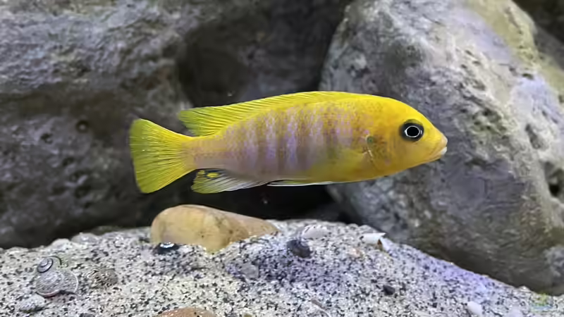 Metriaclima hajomaylandi chizumulu  von Fab! (30)