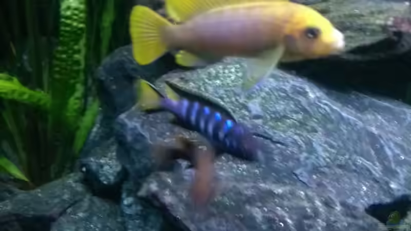 Metriaclima Hajomaylandi von Fishes4Life (9)