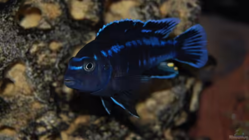 Metriaclima johanni eastern von Roland Elsenbruch (28)