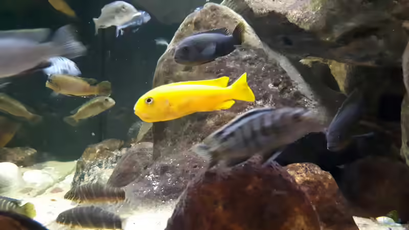 Metriaclima lombardoi von Miketsch (40)