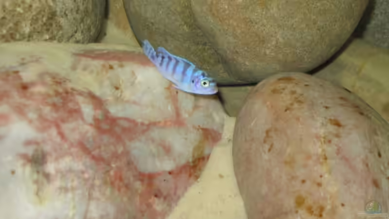 Metriaclima lombardoi von Pille (10)