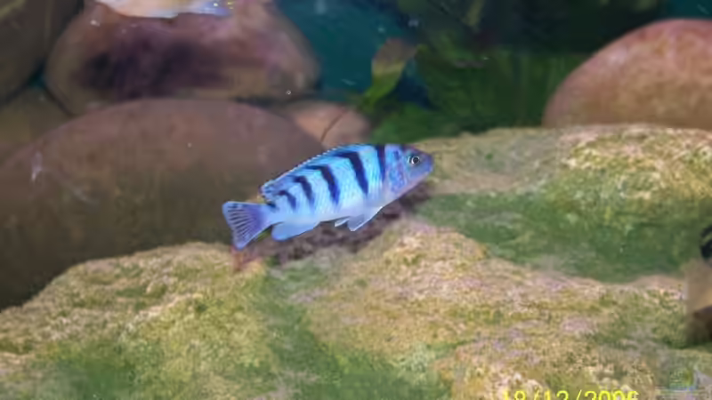 Metriaclima lombardoi (w) von M (13)