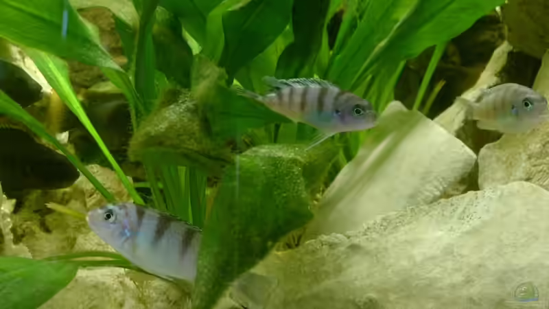 Metriaclima lombardoi Weibchen von Michael Kamlage (5)