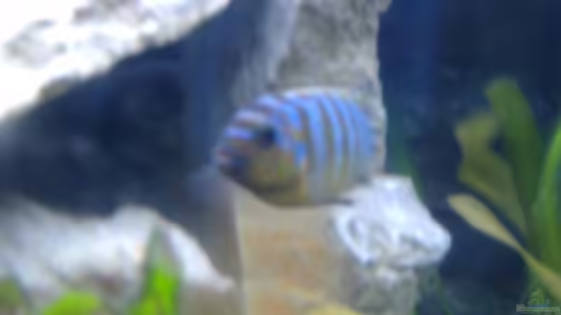 Metriaclima Long Pelvic Mdoka M von Milatz Darian (20)