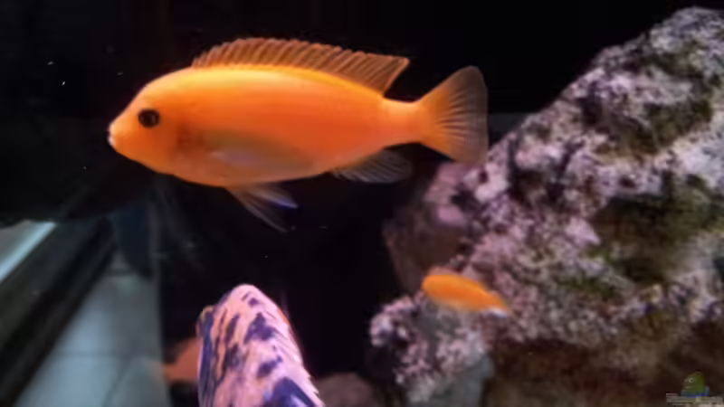 Metriaclima (Maylandia) estherae Weibchen von Steffen Klein (9)