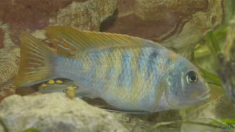 Metriaclima Mbenji OB von Gerhard Schrenk (21)