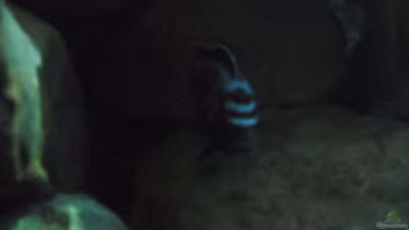 metriaclima msobo Bock von Vision (32)