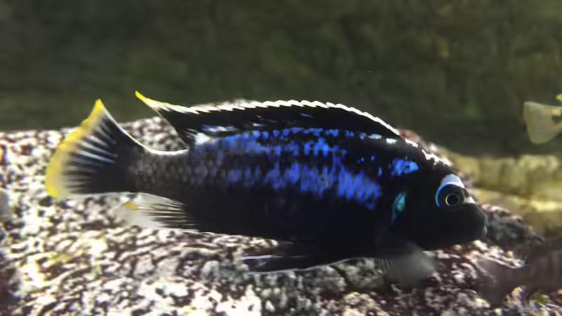 Metriaclima Msobo Magunga - Male von dagloa (16)