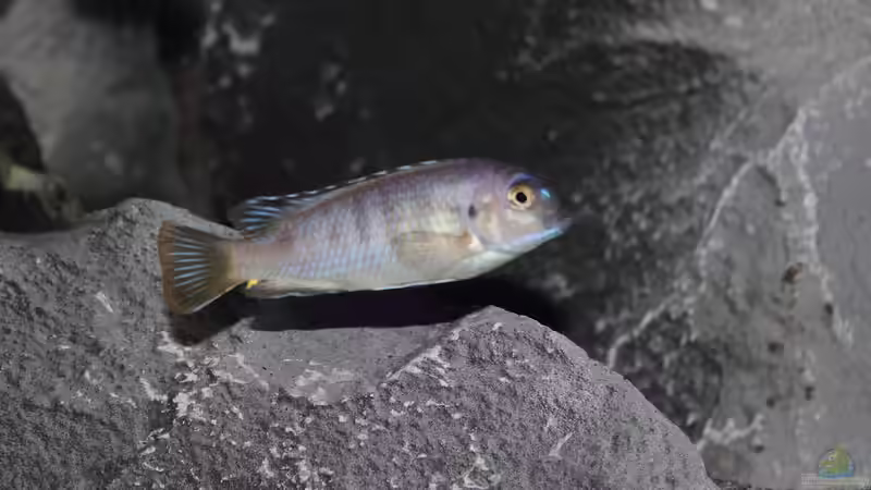 Metriaclima Msobo Magunga von Jürgen Hubral (8)