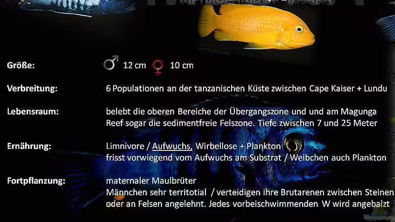 Einrichtungsbeispiele mit Metriaclima sp. "msobo"