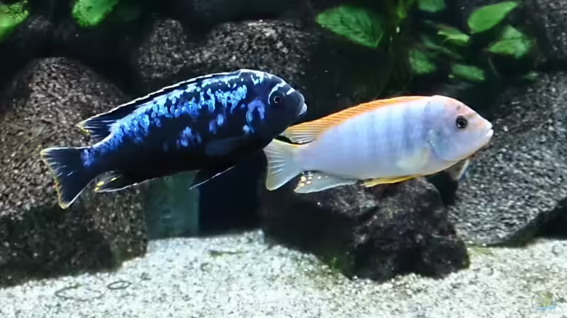 Metriaclima msobo und Labidochromis Hongi  von Sven 76 (8)