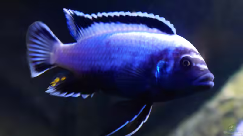 Metriaclima sp. membe deep F1 Männchen von Jan Steger (30)