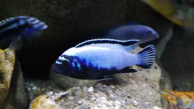 Metriaclima sp. membe deep F1 Männchen von Jan Steger (32)