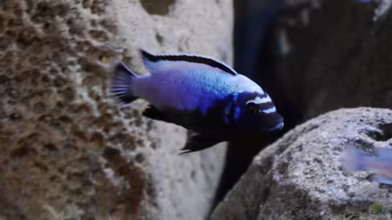 Metriaclima sp. membe deep F1 Männchen von Jan Steger (33)