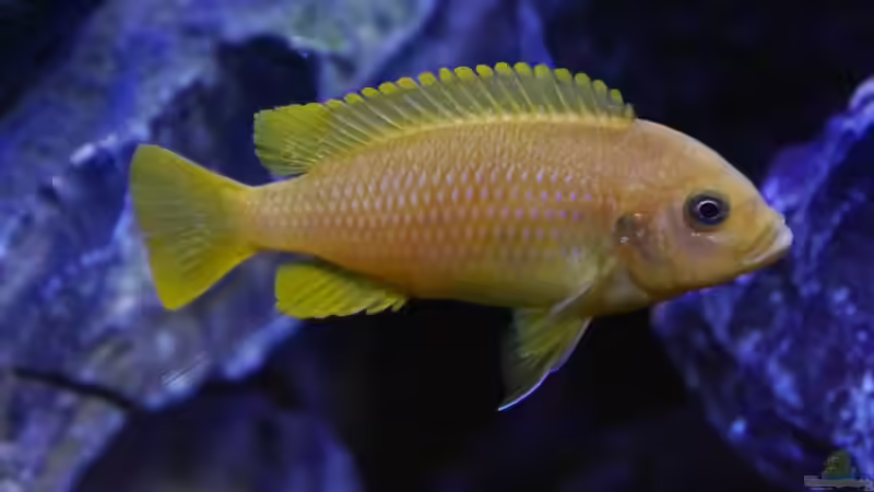 Metriaclima sp. membe deep F1 Weibchen von Jan Steger (34)