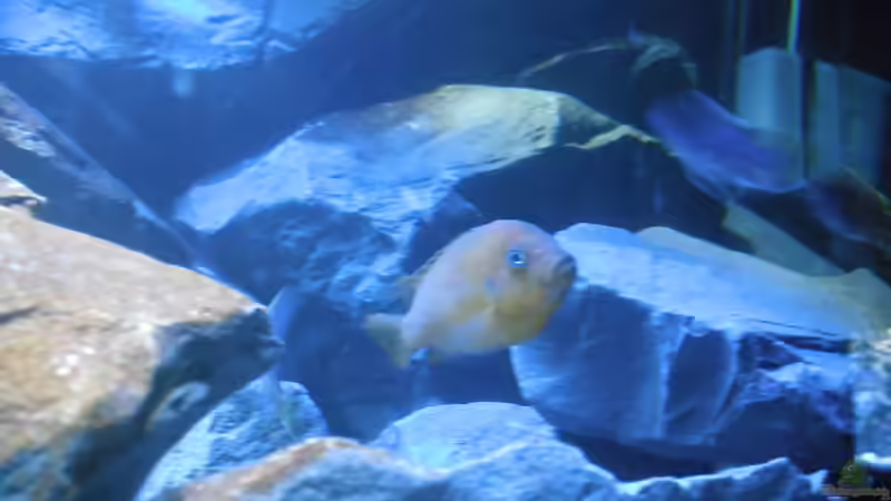 Metriaclima sp. ´msobo´ und Pseudotropheus sp. ´acei´ von Vision (22)