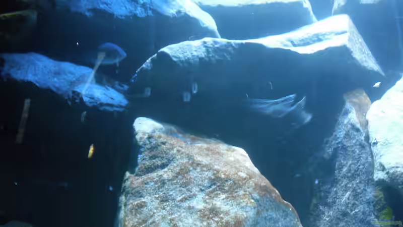 Metriaclima sp. ´msobo´ und Pseudotropheus sp. ´acei´ von Vision (24)