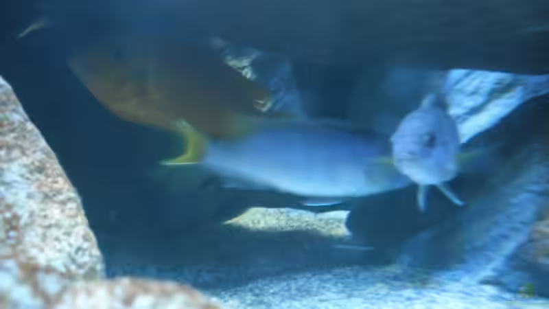 Einrichtungsbeispiele mit Metriaclima sp. "msobo"
