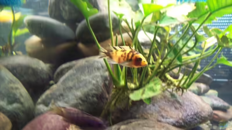 Metriaclima (syn. Pseudotropheus) estherae OB morphe  von lützkopf (33)