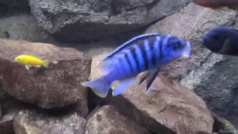 Metriaclima Zebra Chilumba in voller Pracht von Green Zebra (17)