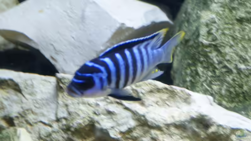 Metriaclima zebra Chilumba Luwio Reef von Tom (7)