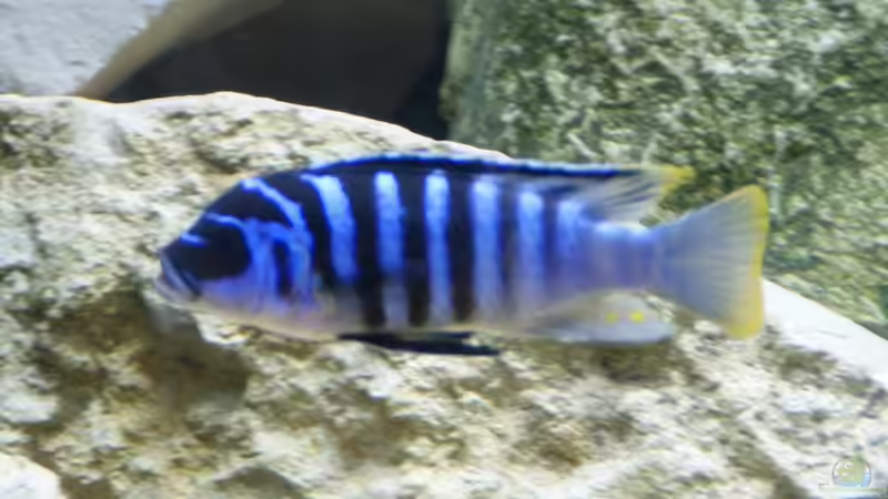 Metriaclima zebra Chilumba Luwio Reef von Tom (8)