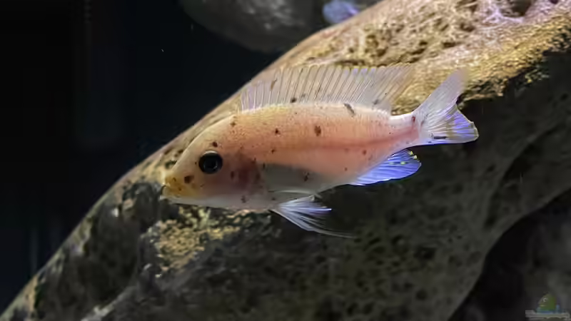 Metriaclima zebra nkhungu O-Männchen von Fab! (21)