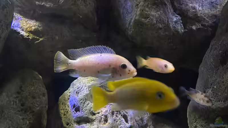 Metriaclima zebra nkhungu O-Männchen von Fab! (22)