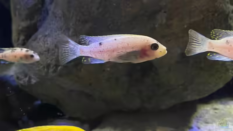 Metriaclima zebra nkhungu O-Weibchen  von Fab! (23)