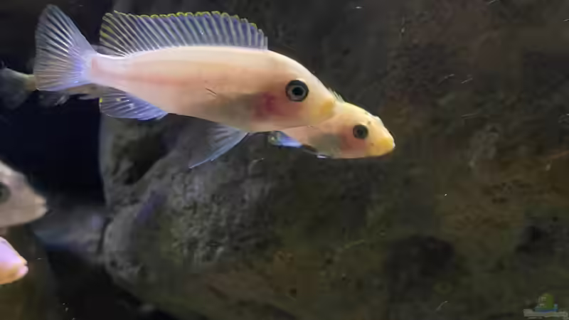 Metriaclima zebra nkhungu O-Weibchen  von Fab! (25)