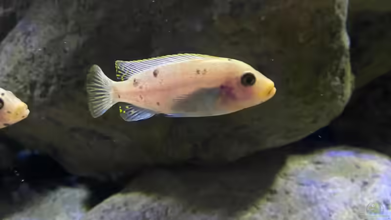 Aquarien mit Metriaclima / Maylandia