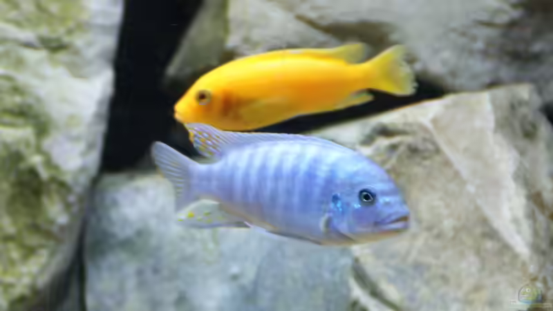 Metriaclima zebra red+blue von Tom (6)