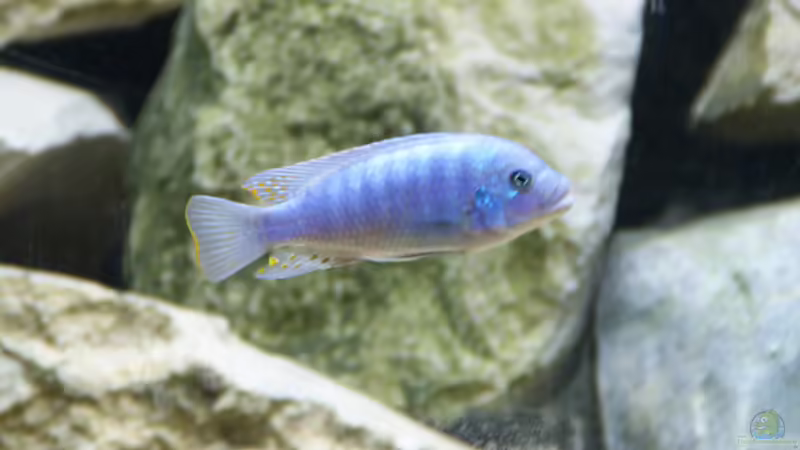Metriaclima zebra red+blue von Tom (9)