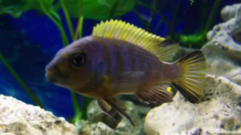 Metriaclima Zebra Red top galileya von 47 Malawi (17)