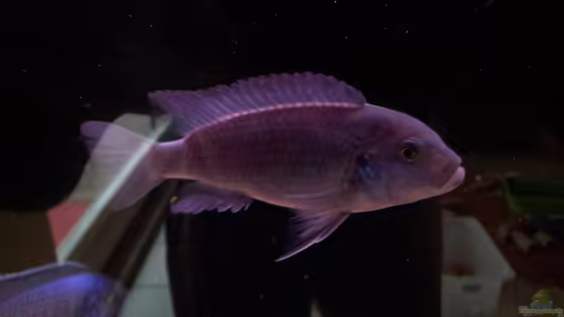 Metriaclima(Maylandia) estherae Männchen von Steffen Klein (8)