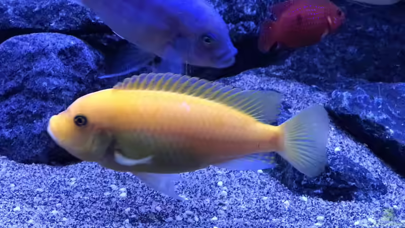 Metricaclima Estherae von CJ (15)